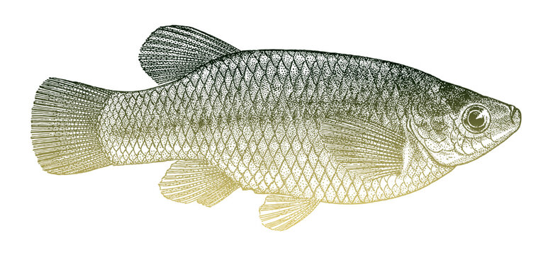 Blackfin goodea atripinnis, mexican freshwater fish