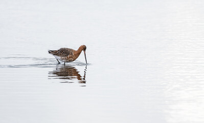 Black Tailed Godwit in the Calm waters of Poole Harbour, Dorset, England