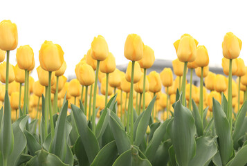Obraz premium Yellow tulips close up. Flowers against the gray sky, cloudy weather. Tulips in the city, bright spring flowers, selective focus