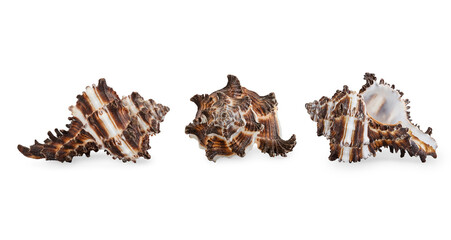 Three foreshortening of sea shell isolated on white background