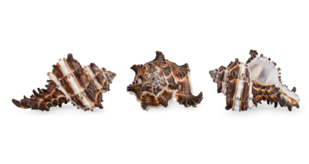 Three foreshortening of sea shell isolated on white background