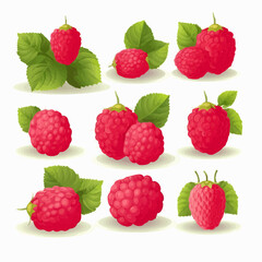 Vibrant and colorful raspberry vector illustrations created in Adobe Illustrator.