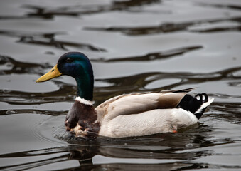duck on the water