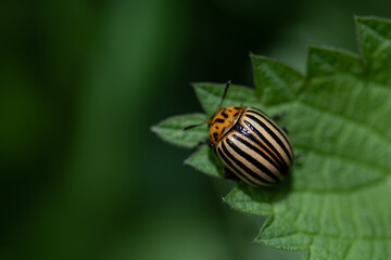 A small striped potato beetle (Leptinotarsa ​​decemlineata) sits on a green leaf, against a green background. There is space for text.