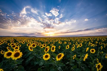 Rolgordijnen field of sunflowers © George Kurashvili