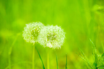 Double exposures of fluffy dandelion flowers on the meadow
