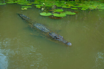 Fototapeta premium Saltwater crocodile (Crocodylus porosus) in the coastal wetlands of Queensland, Australia