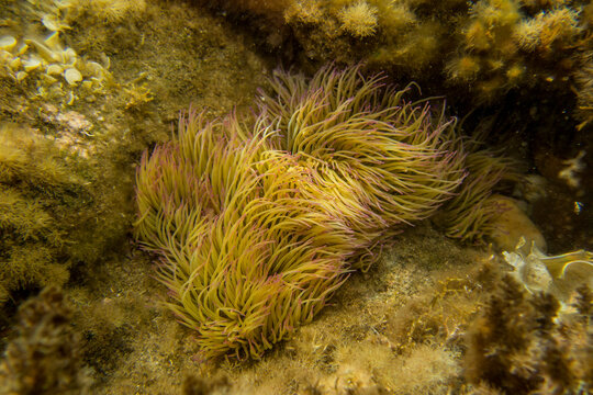 An&eacute;mona com&uacute;n u ortiga de mar, Anemonia viridis