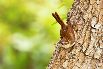 A Carolina wren (Thryothorus ludovicianus) on a tree in Sarasota, Florida