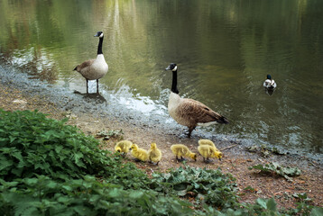 Country goose on the bank in Bromley park area in London