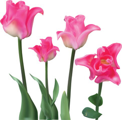 four bright pink tulip flowers on white