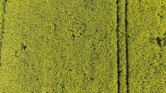 DRONE 4K - Champ de Colza #6
