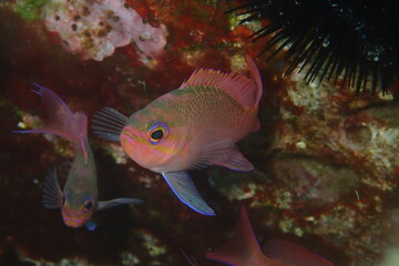 Trescolas, Anthias anthias