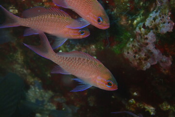 Trescolas, Anthias anthias
