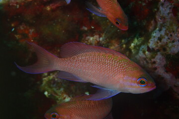 Trescolas, Anthias anthias