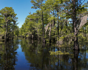 In a pipeline path through the Louisiana cypress tree forest bayou and swamp