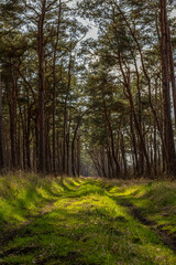 Fototapeta premium eine Lichtung mit Bäumen im Wald