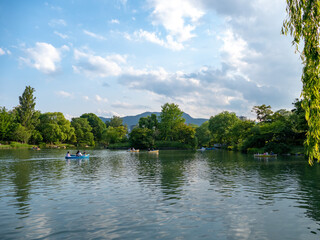 6月の中島公園菖蒲池（北海道札幌市）