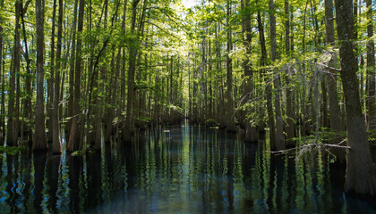 Louisiana swamp and bayou surrounded by cypress trees making path in the trees