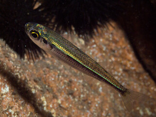 Chucleto, Atherina hepsetus, grupo de peces que suelen nadar en grandes grupos.