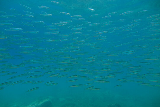 Chucleto, Atherina hepsetus, grupo de peces que suelen nadar en grandes grupos.