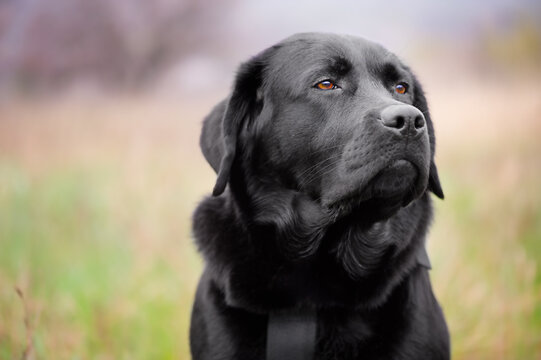 Black labrador retriever on a green blurred background. Portrait of a young dog. Animal, pet.