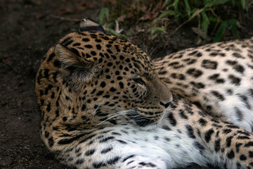 Leopard Lying Down