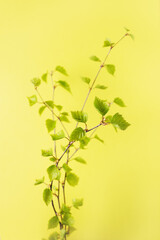 birch branch with blossoming leaves on a yellow background