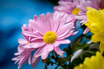Amazingly beautiful delicate pink flower with yellow middle on a gentle blue bokeh background 