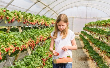 The girl collects large ripe red strawberries from the greenhouse in a basket for the harvest. Strawberry picking by children, the summer season of delicious eco berries. Selective focus