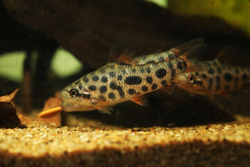 Rare characins from Amazon River, Leporinus sp. 'Strawberry'