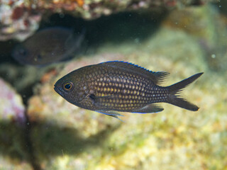 Chromis chromis, Casta&ntilde;uela. 