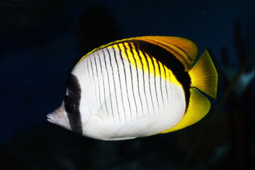 Naklejka premium lined butterflyfish (Chaetodon lineolatus)