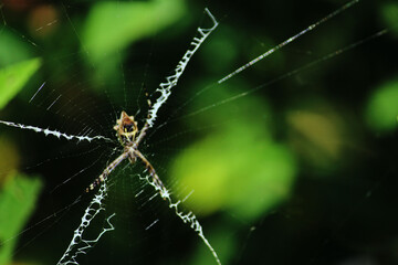 spider on a web