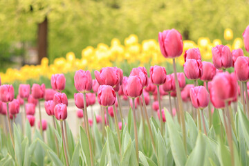 Tulips in the city, bright spring flowers. City alley of blooming tulips. Park of bright beautiful flowers. World Tulip Day. Pink tulips in the foreground and yellow flowers in the background