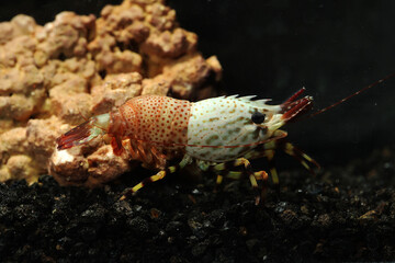 Male Pine cone marble shrimp (Saron inermis)