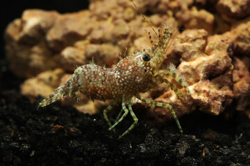 Female Pine cone marble shrimp (Saron inermis)