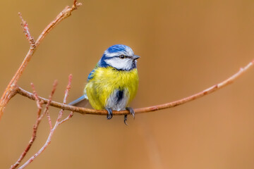 Blaumeise 57