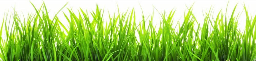Fototapeta na wymiar Green grass isolated on white background, field, grassland, nature eco background, generated ai