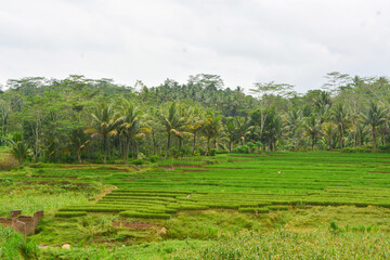 Close up view of group rice plant (Oryza sativa) in paddy field, Indonesia. No people