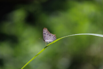 butterfly  leaf