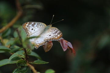 Fototapeta na wymiar butterfly 