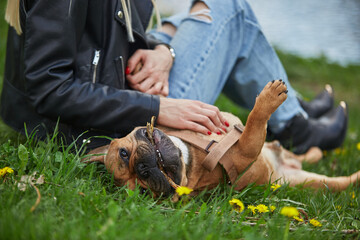 Happy doggy lying on the grass and receiving a belly rub. Owner playing with young brown French bulldog puppuy