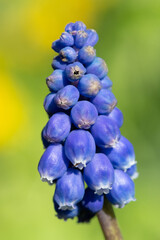 Close up of a grape hyacinth (muscari americanum) flower in bloom