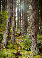 Fototapeta premium Pacific Northwest Temperate Rain Forest Environment. Lovely mossy covered forest floor and large Douglas Fir trees make for a beautiful springtime stroll through the woods.