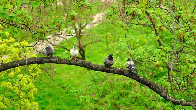  Little birds  on green background. Nature wildlife image on the outdoor park.