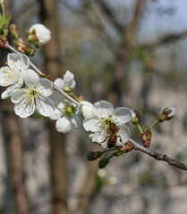 cherry tree flowers
