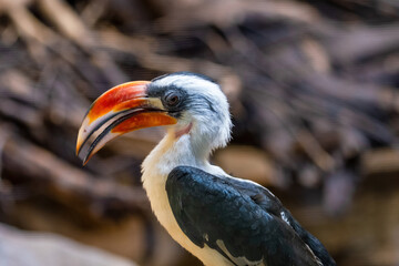 Male Von der Decken's hornbill (Tockus deckeni)