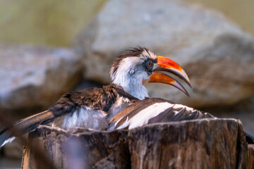 Male Von der Decken's hornbill (Tockus deckeni)