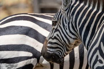 Close up of a zebra head, with another zebra behind. Selective focus - Crescent Island, Kenya Africa